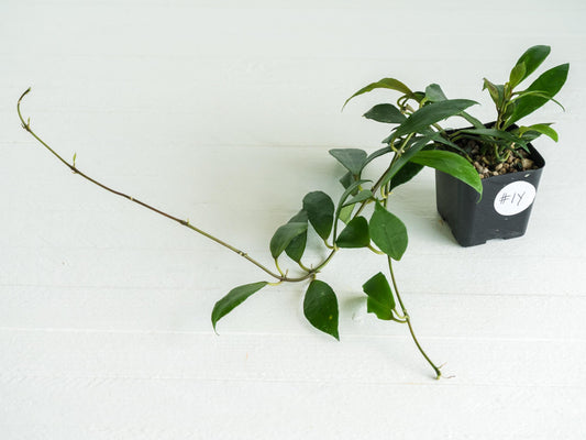 Hoya 'Rebecca' | 2-Inch