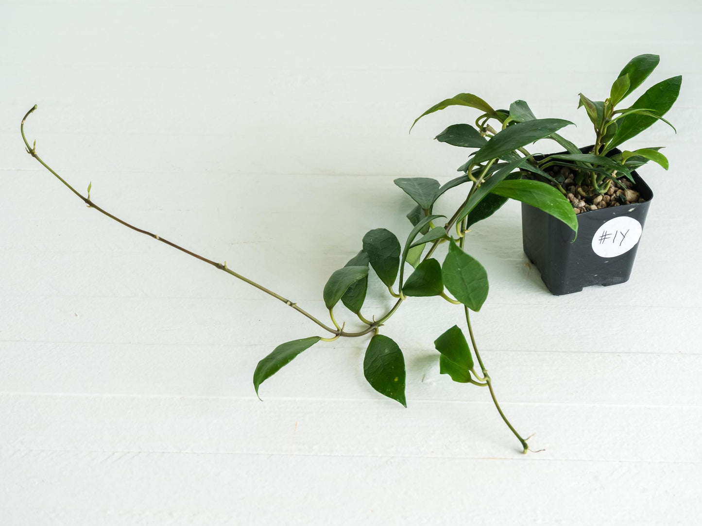 Hoya 'Rebecca' | 2-Inch