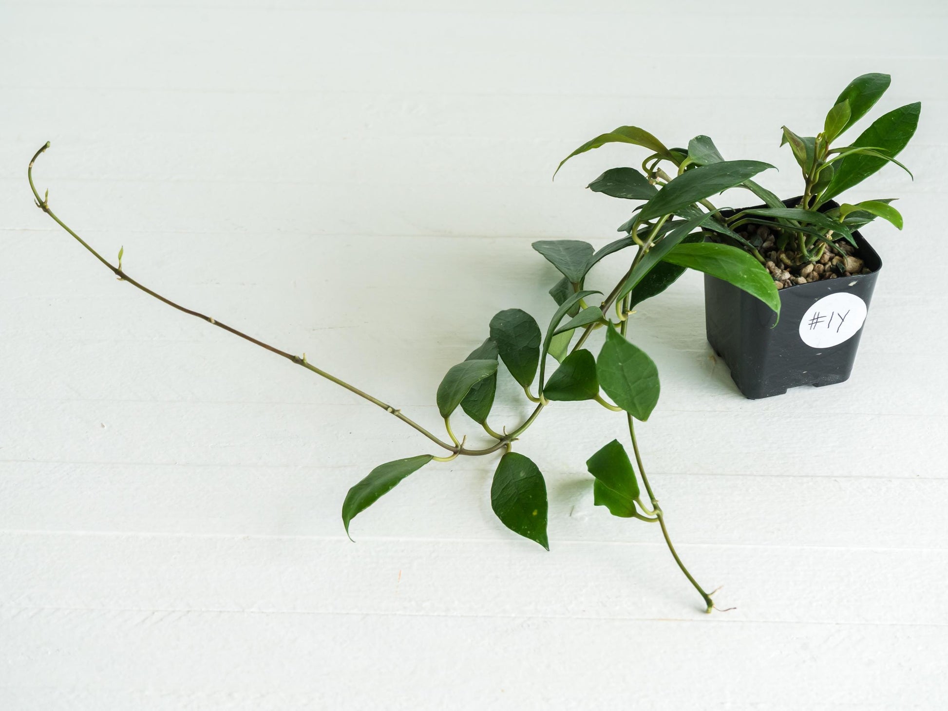 Hoya 'Rebecca' | 2-Inch