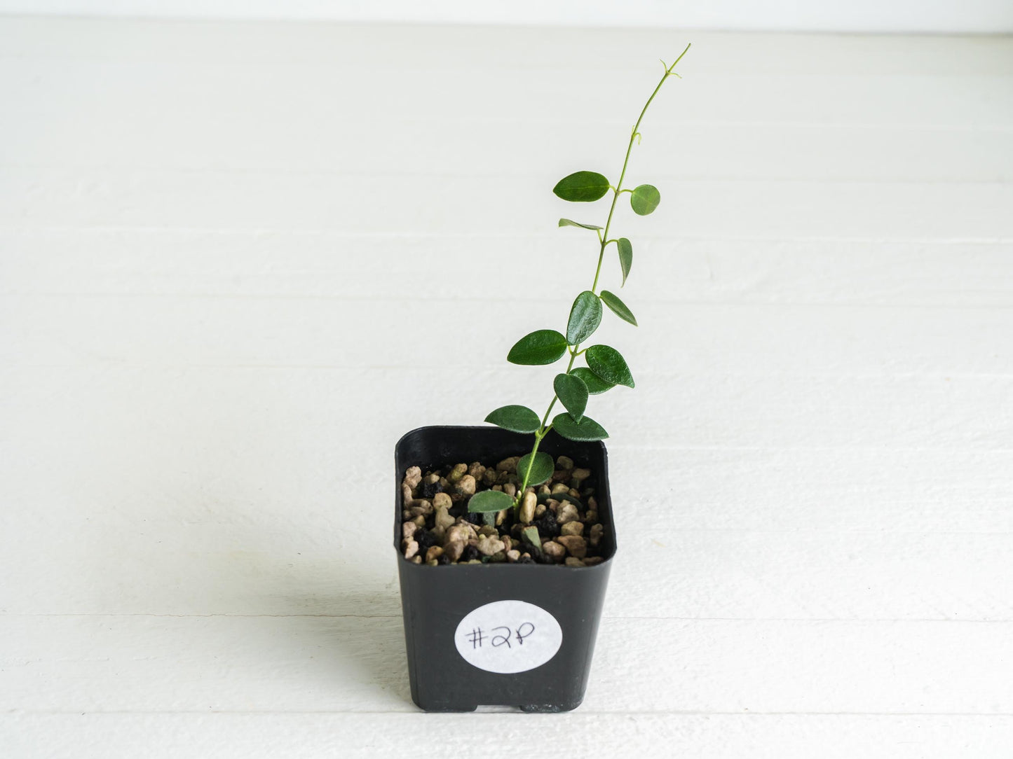 Hoya pulleana (IM-02) | 2-Inch