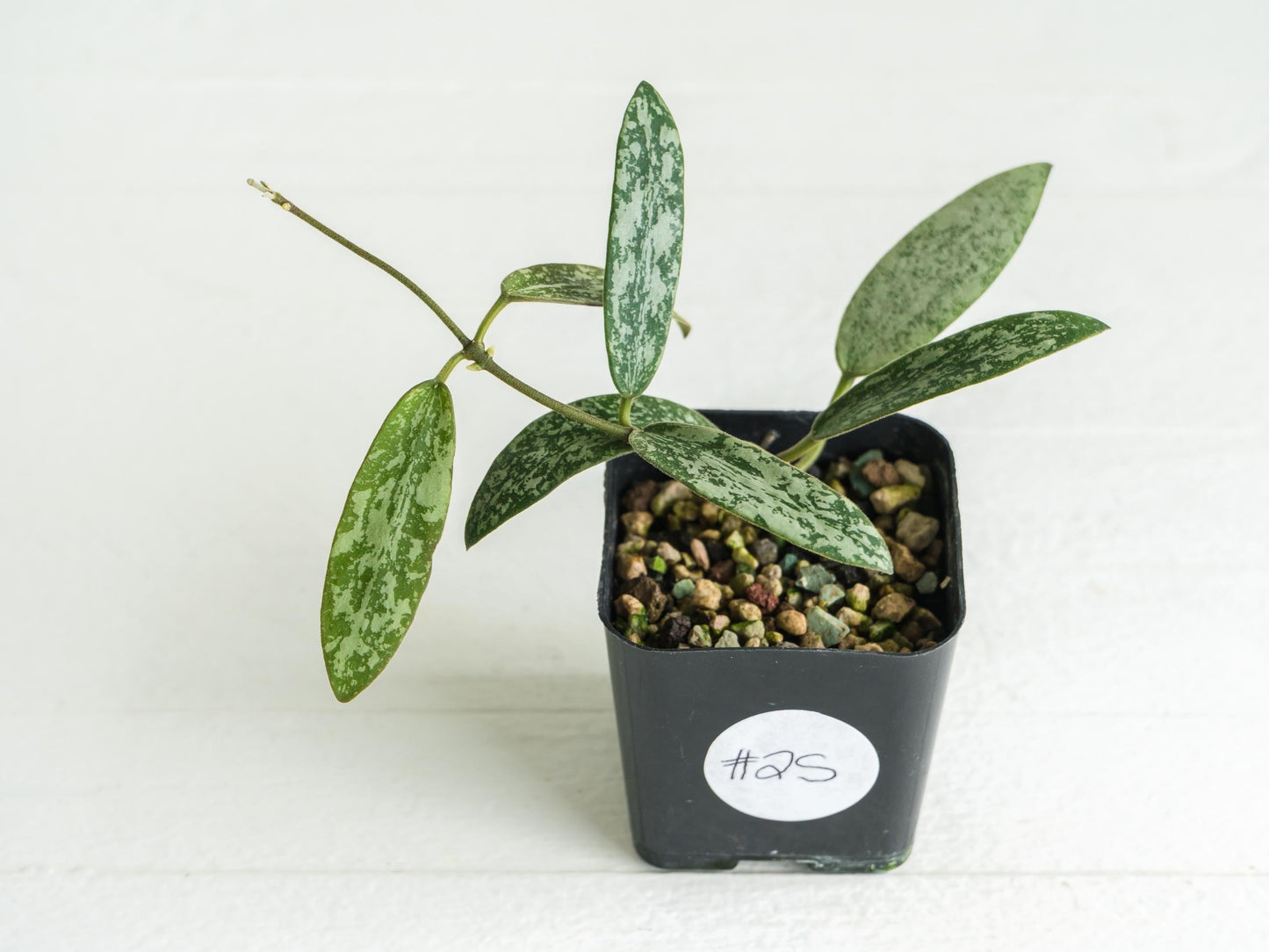 Hoya sigillatis 'Round Leaf' aka sigillatis (Silver) AH001 aka Borneo | 2-Inch