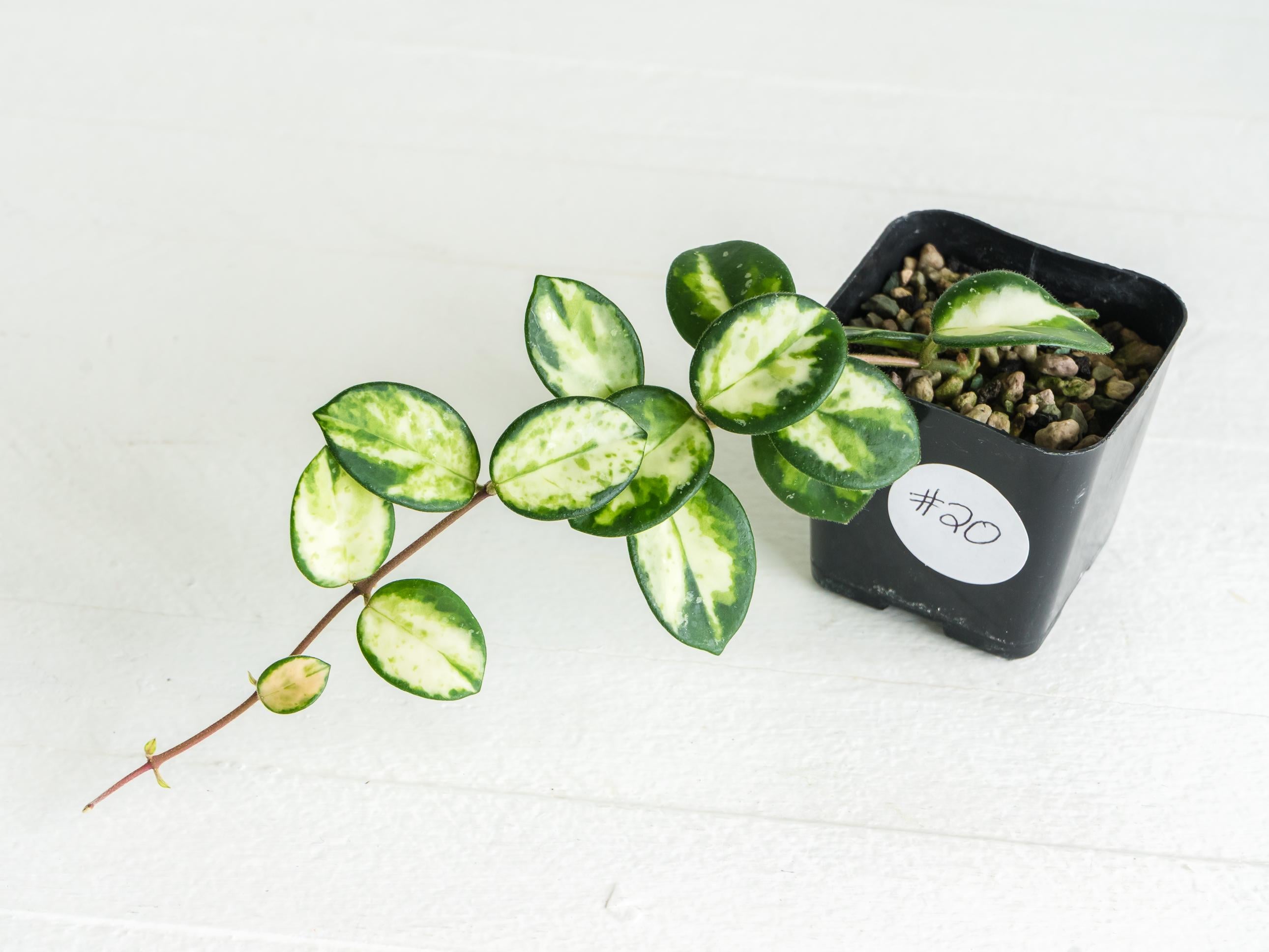 セール　ホヤ マチルダ内斑Hoya mathilde variegata Hoya 'Mathilde' (Inner Variegated) Rooted Plant for Sale – Hoya