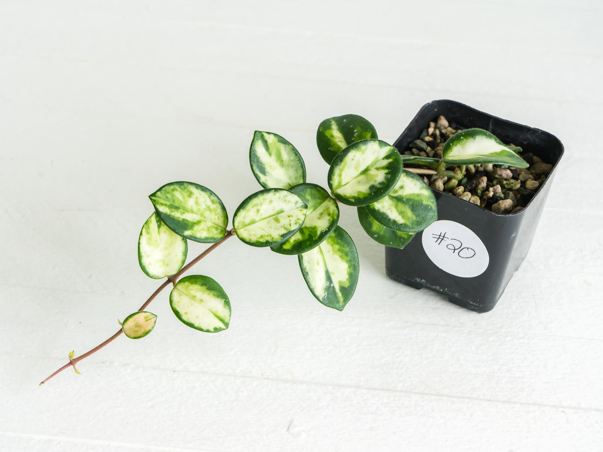 Hoya 'Mathilde' (Inner Variegated) | 2-Inch