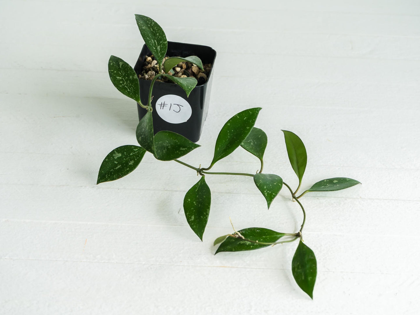 Hoya ‘Rosita’ (Splash) | 2-Inch
