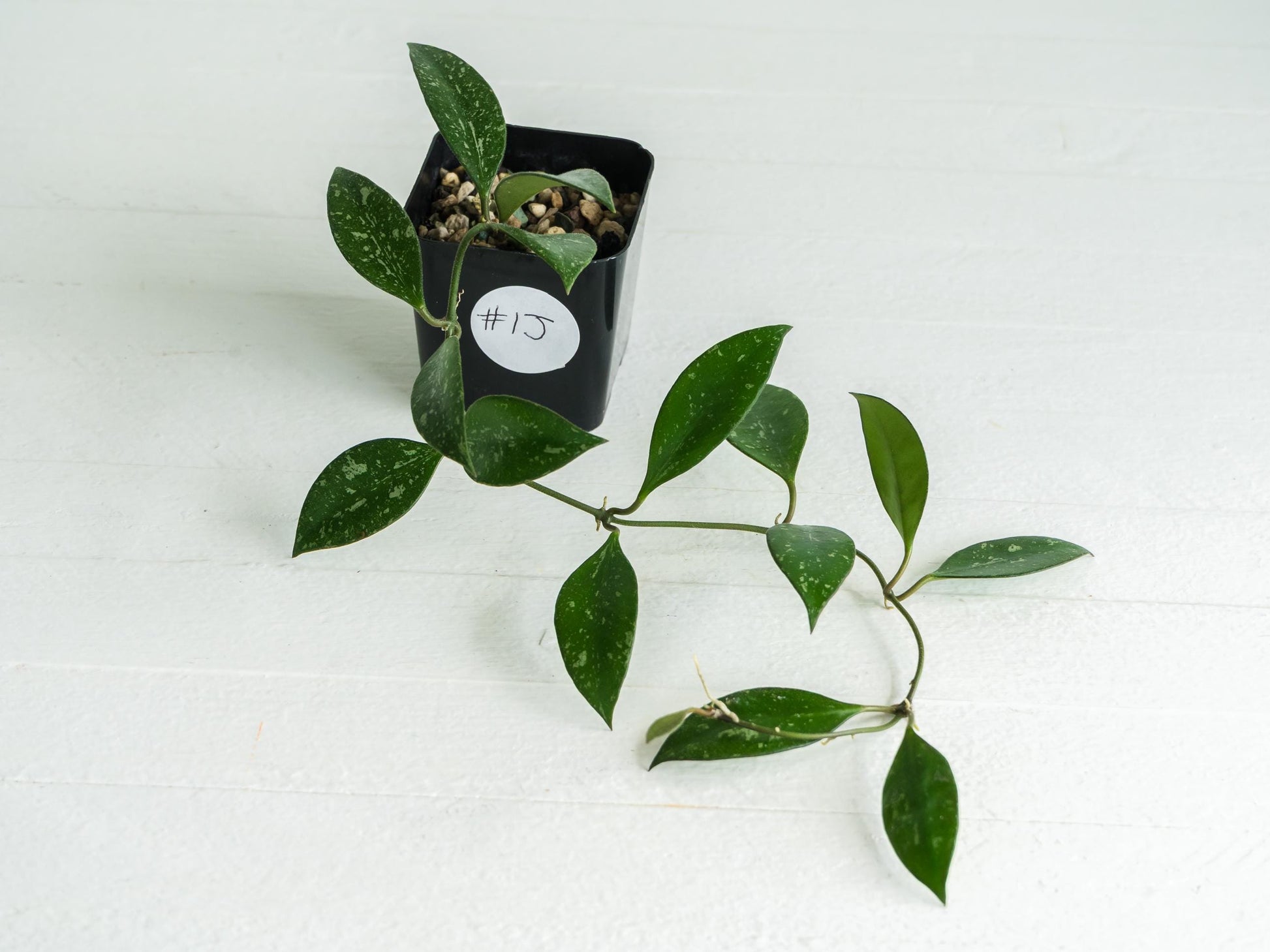 Hoya ‘Rosita’ (Splash) | 2-Inch