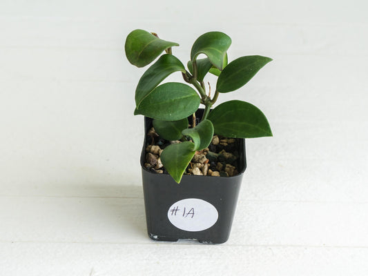 Hoya ‘Aramelon’ (UPT012) | 2-Inch