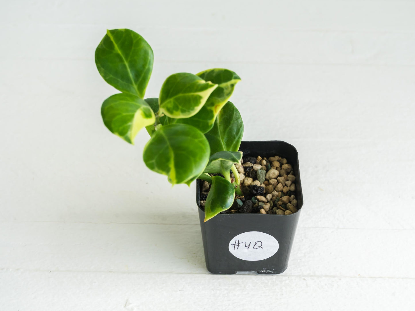 Hoya obscura (Albo | Outer Variegated) | 2-Inch