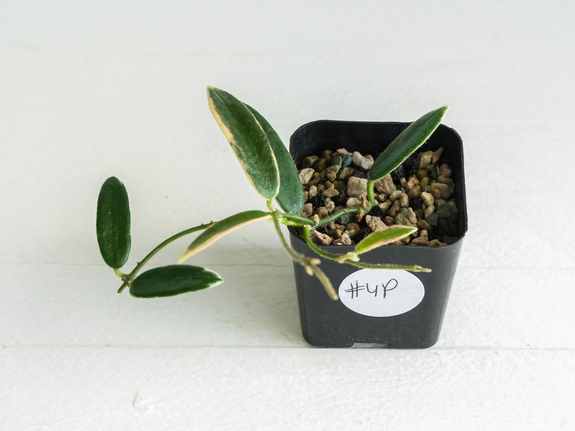 Hoya lyi 'Prism' (Pink Flower) | 2-Inch