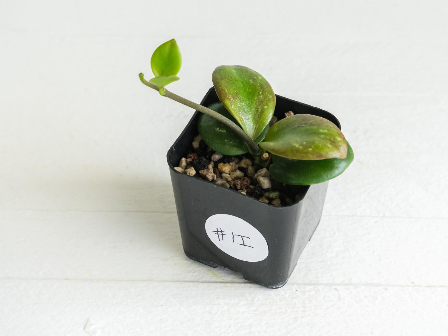 Hoya ‘Clamshell’ | 2-Inch