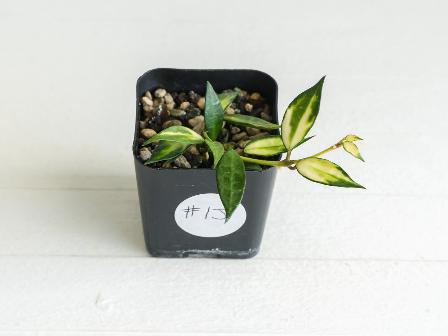 Hoya lacunosa (Inner Variegated) | 2-Inch