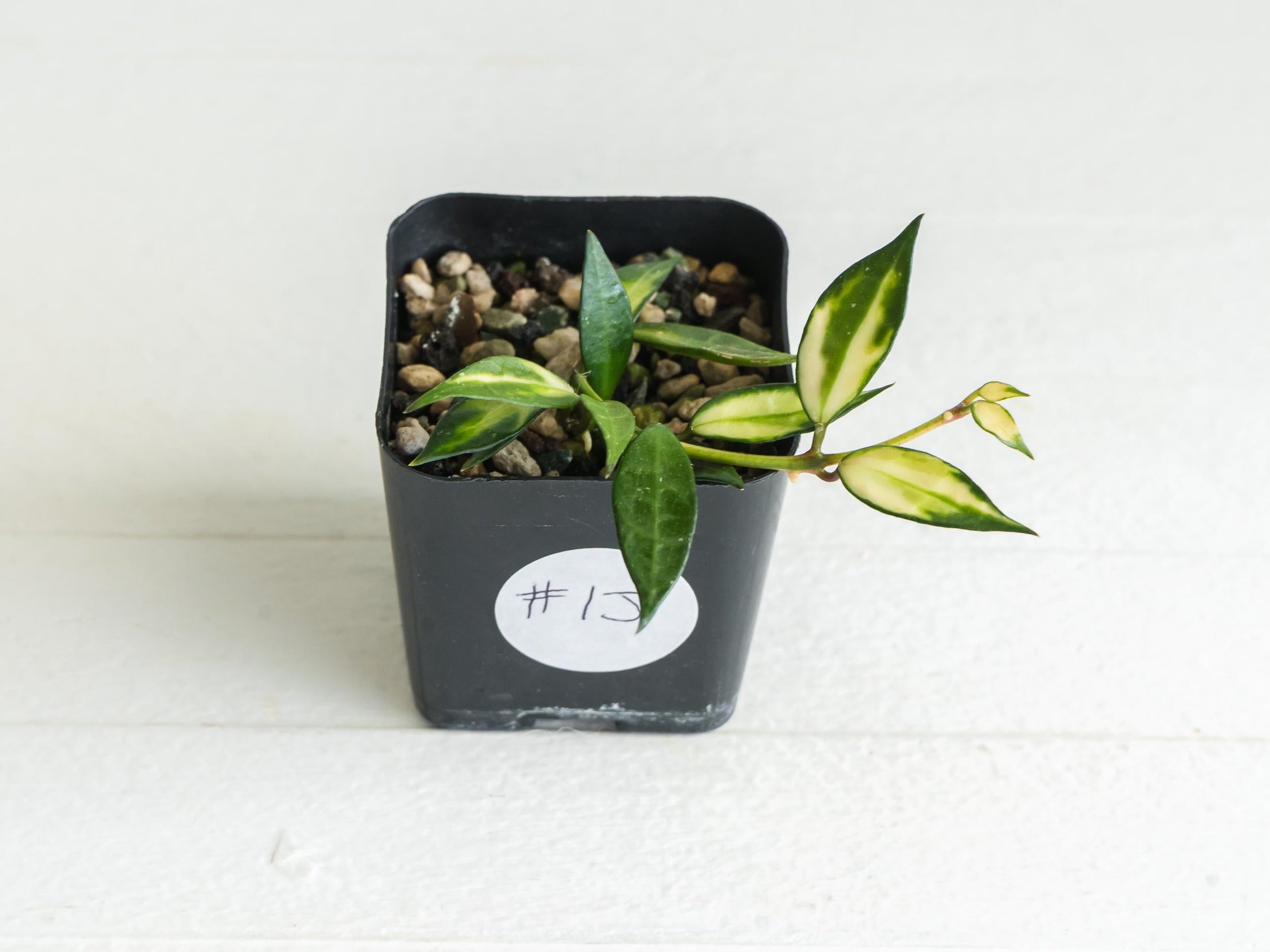 Hoya lacunosa (Inner Variegated) | 2-Inch