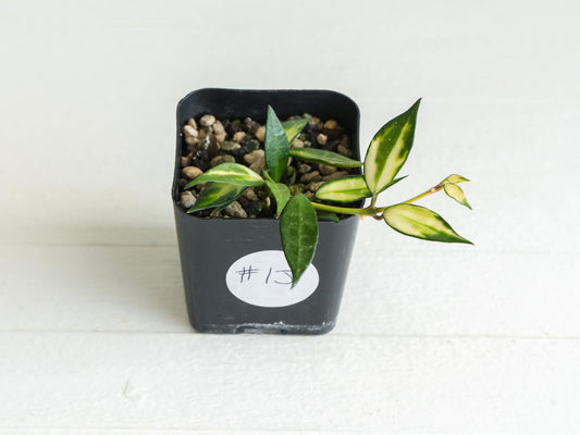 Hoya lacunosa (Inner Variegated) | 2-Inch