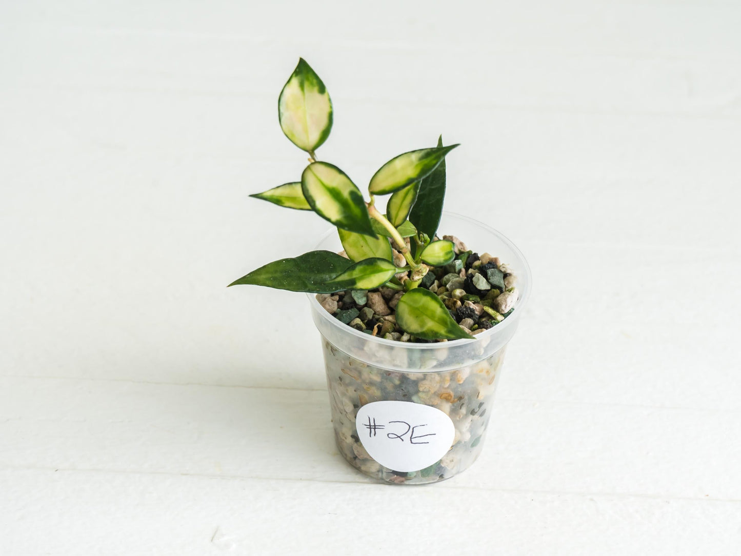 Hoya lacunosa (Inner Variegated) | 2-Inch