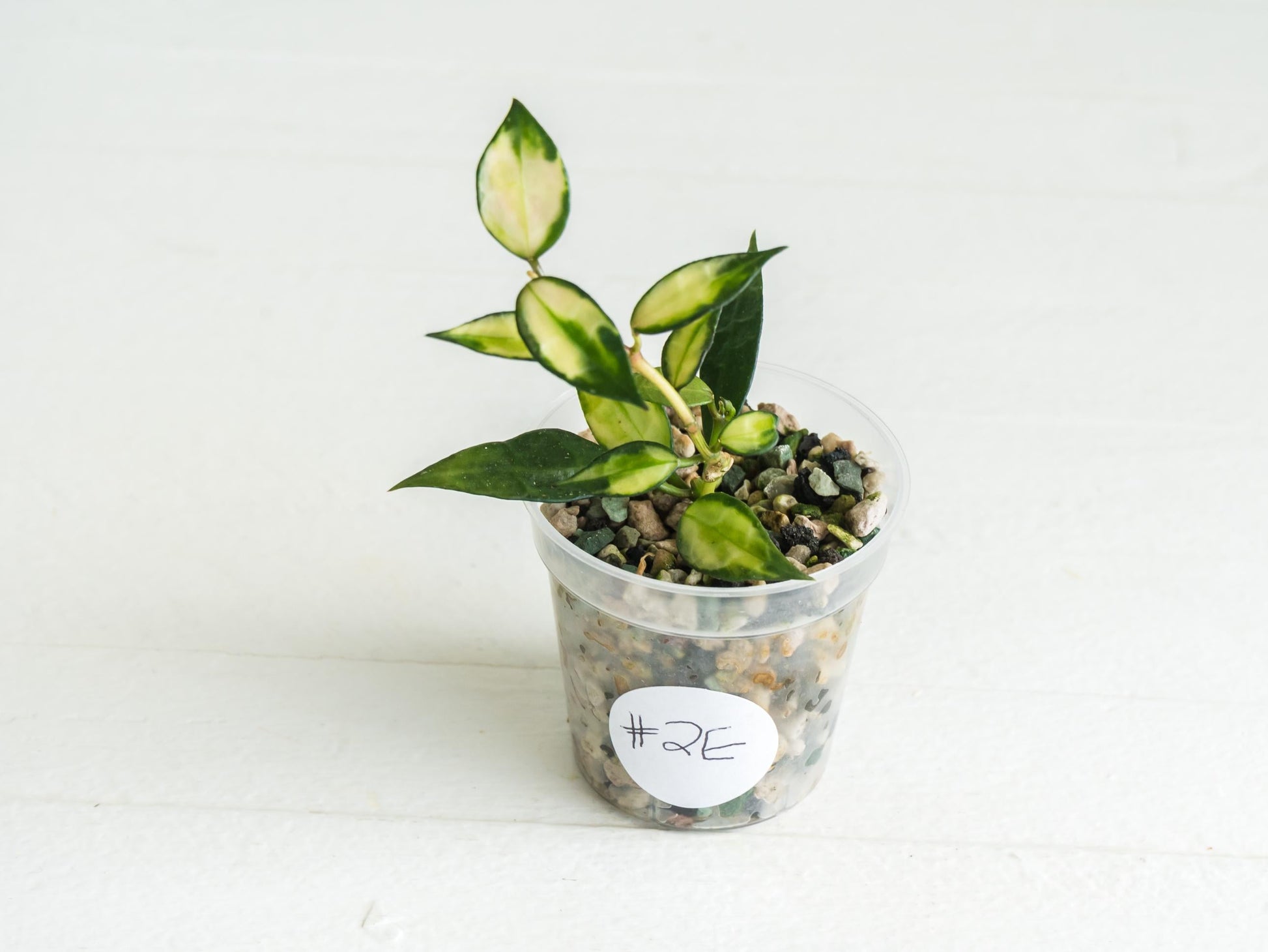 Hoya lacunosa (Inner Variegated) | 2-Inch