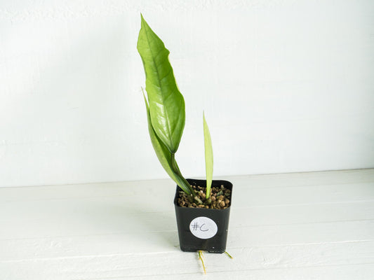 Hoya Germany (Silver) | 2-Inch