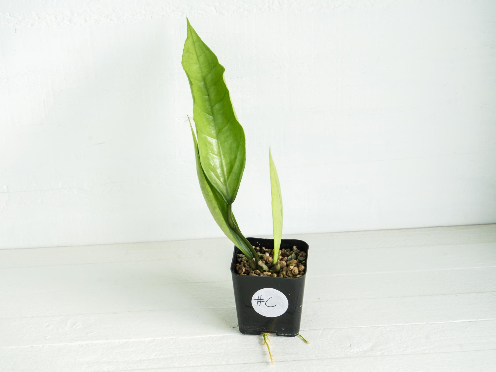 Hoya Germany (Silver) | 2-Inch