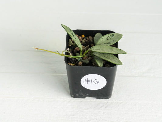 Hoya lima (Silver) | 2-Inch