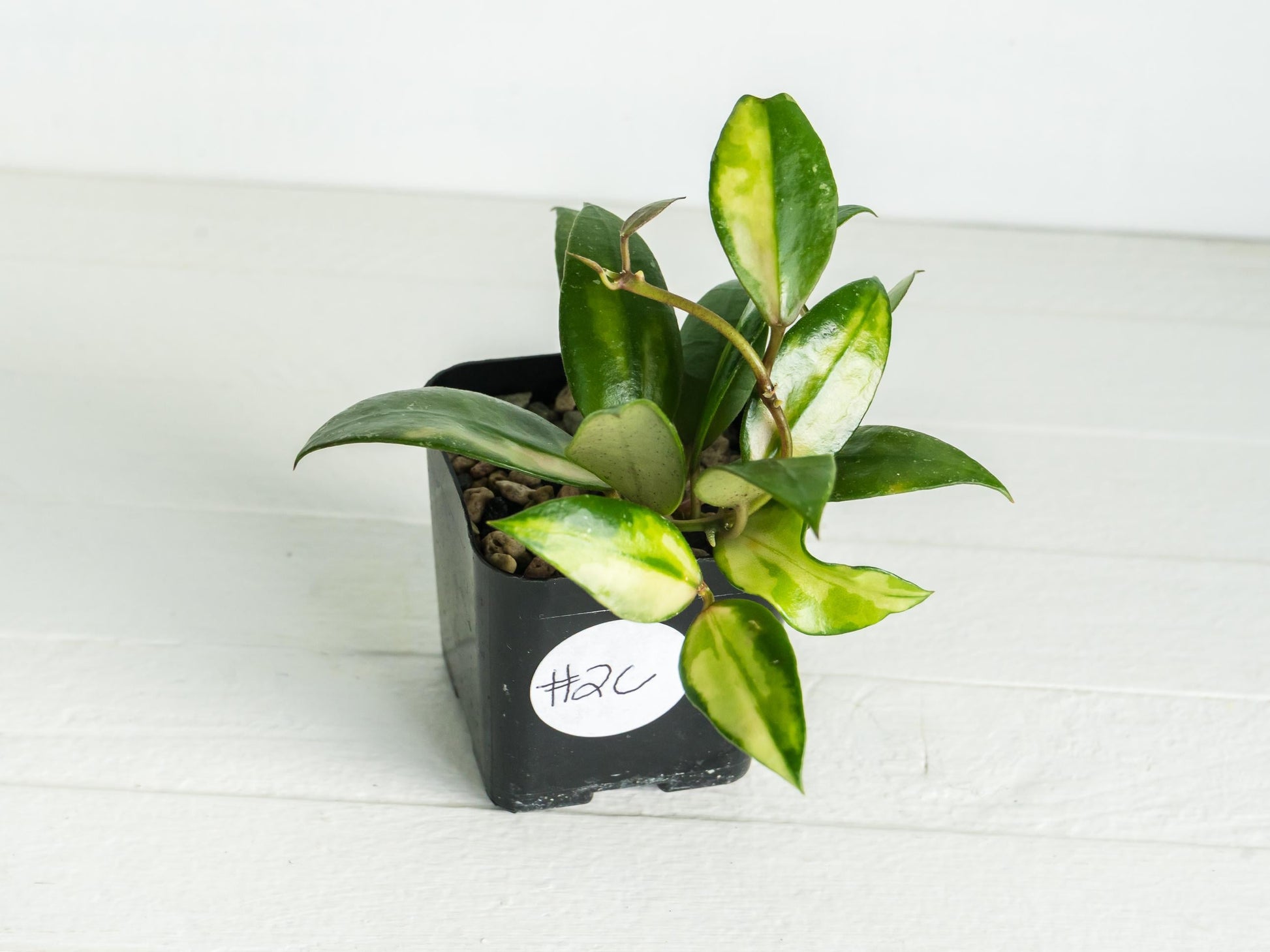 Hoya walliniana (Inner Variegated) | 2-Inch