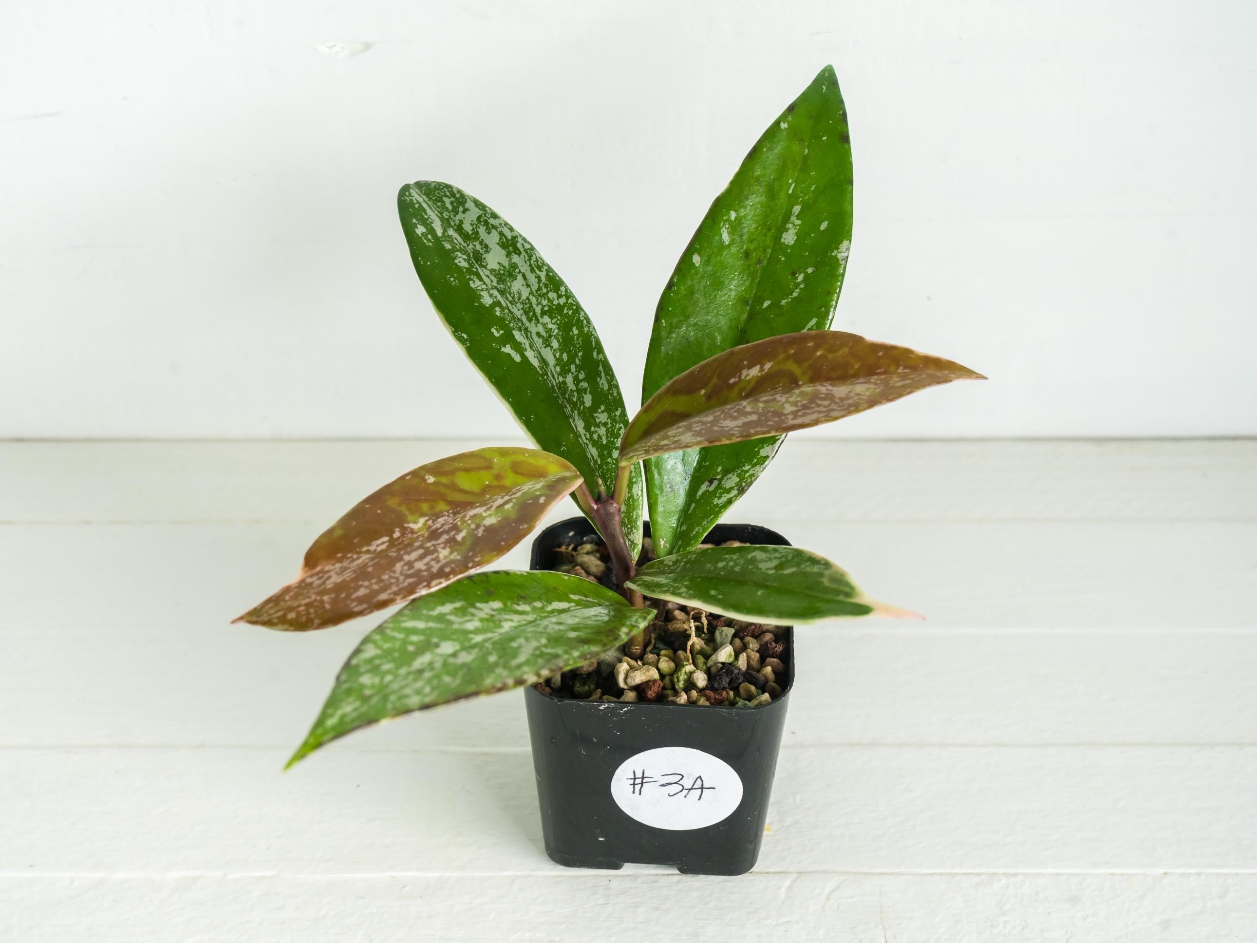 Hoya pubicalyx (Albo, Splash) – Care, Details & For Sale – Hoya
