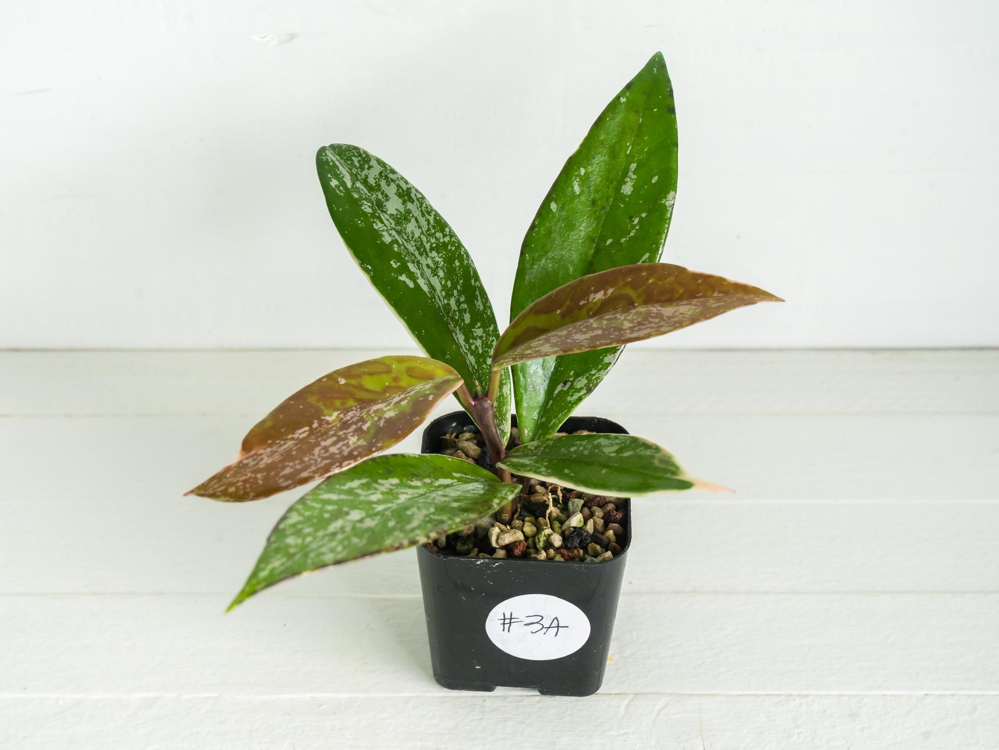 Hoya pubicalyx (Albo, Splash) | 2-Inch