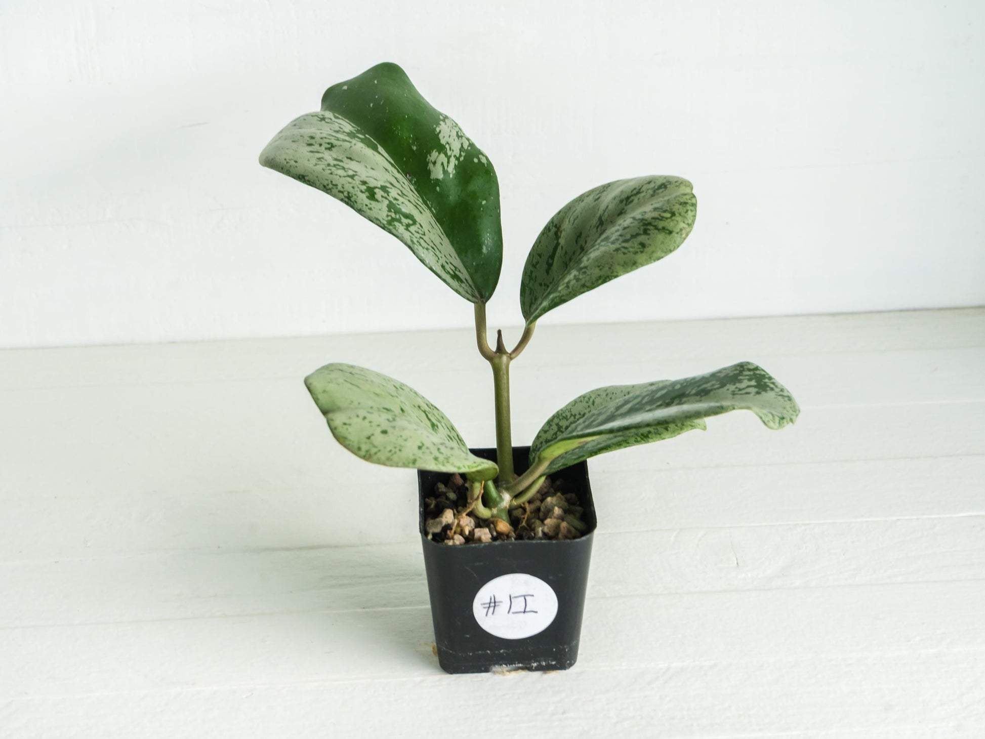 Hoya chiang dao (Silver) | 2-Inch