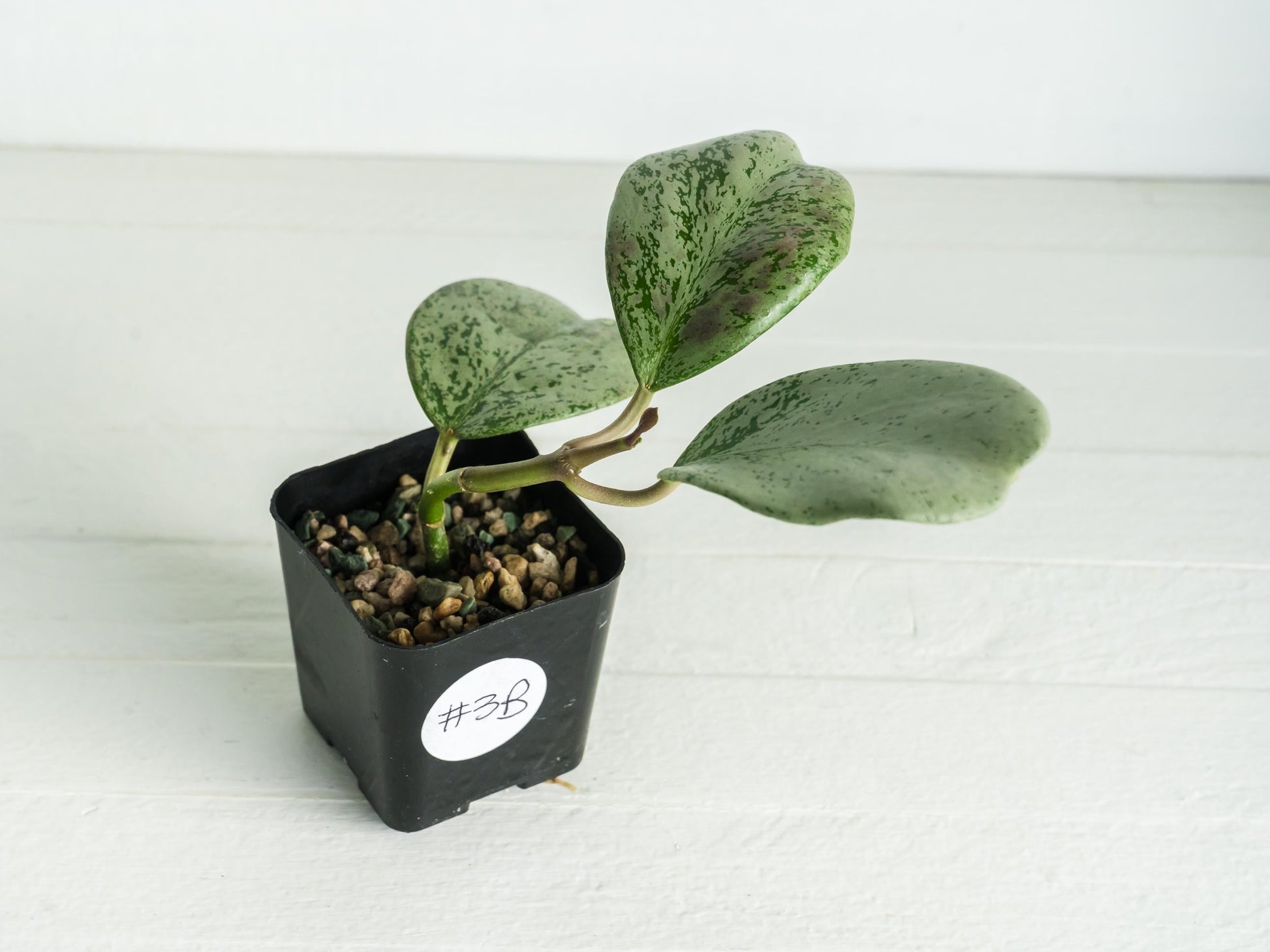 Hoya chiang dao (Silver) | 2-Inch