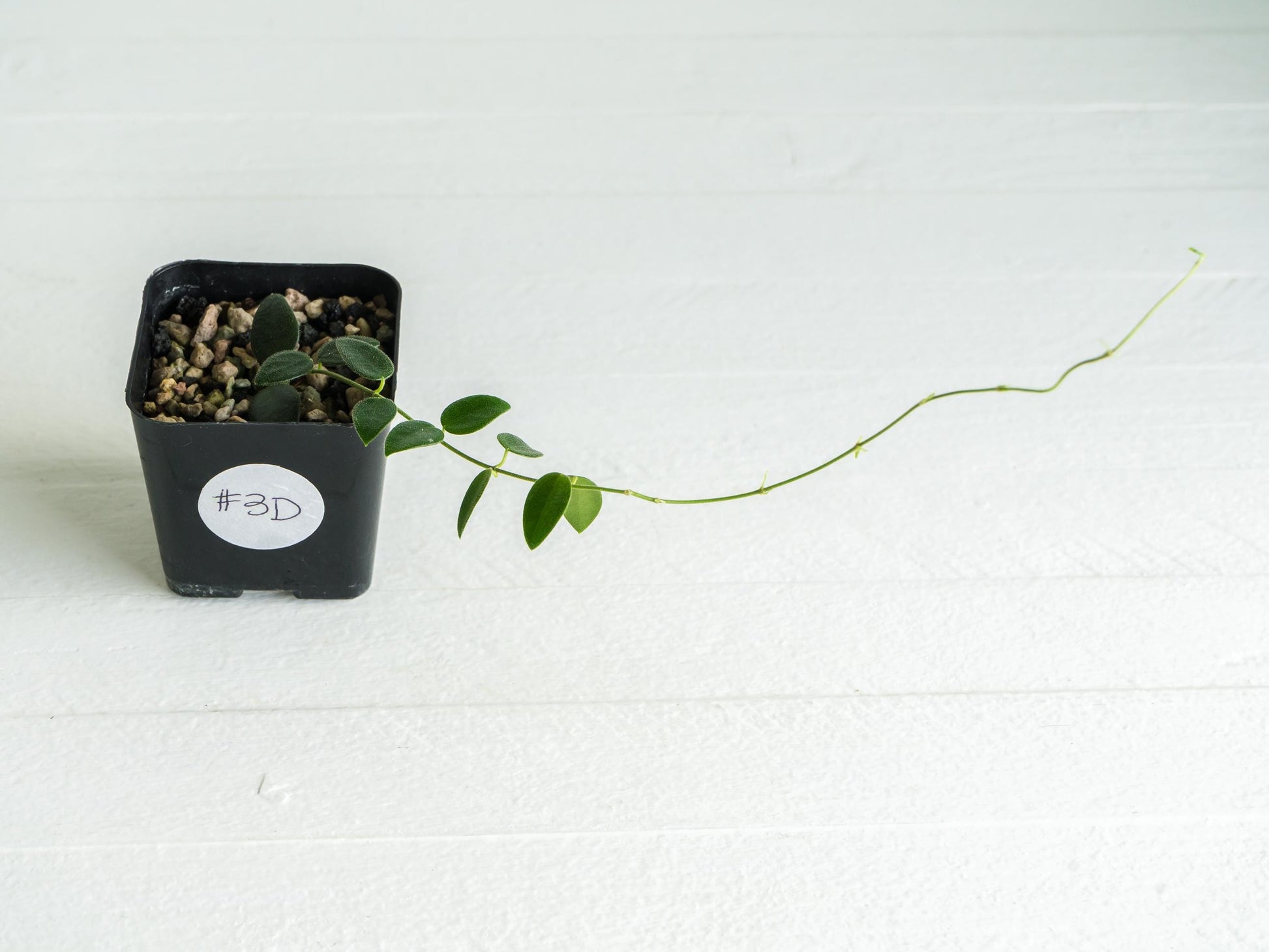 Hoya pulleana (IM-02) | 2-Inch