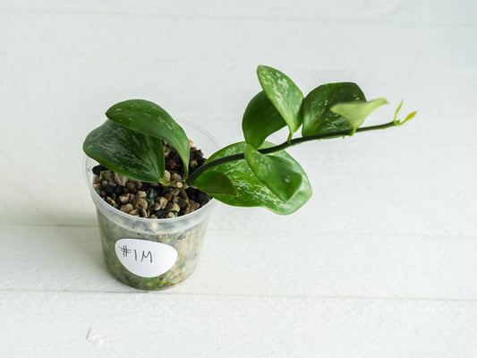 Hoya collina (IR-26) | 2-Inch