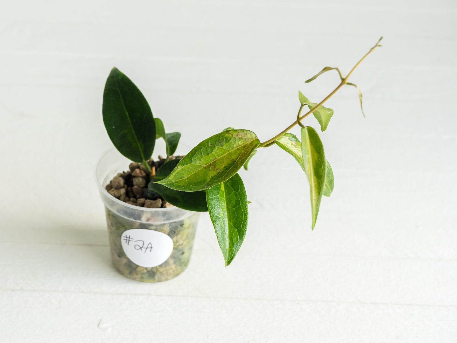 Hoya dennisii ‘Frida’ | 2-Inch