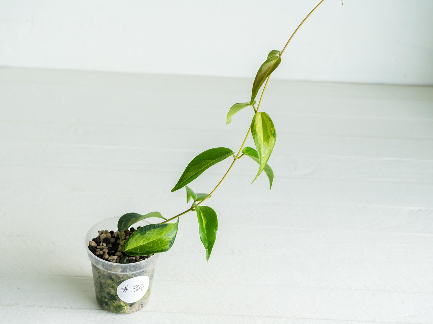 Hoya dennisii ‘Frida’ | 2-Inch