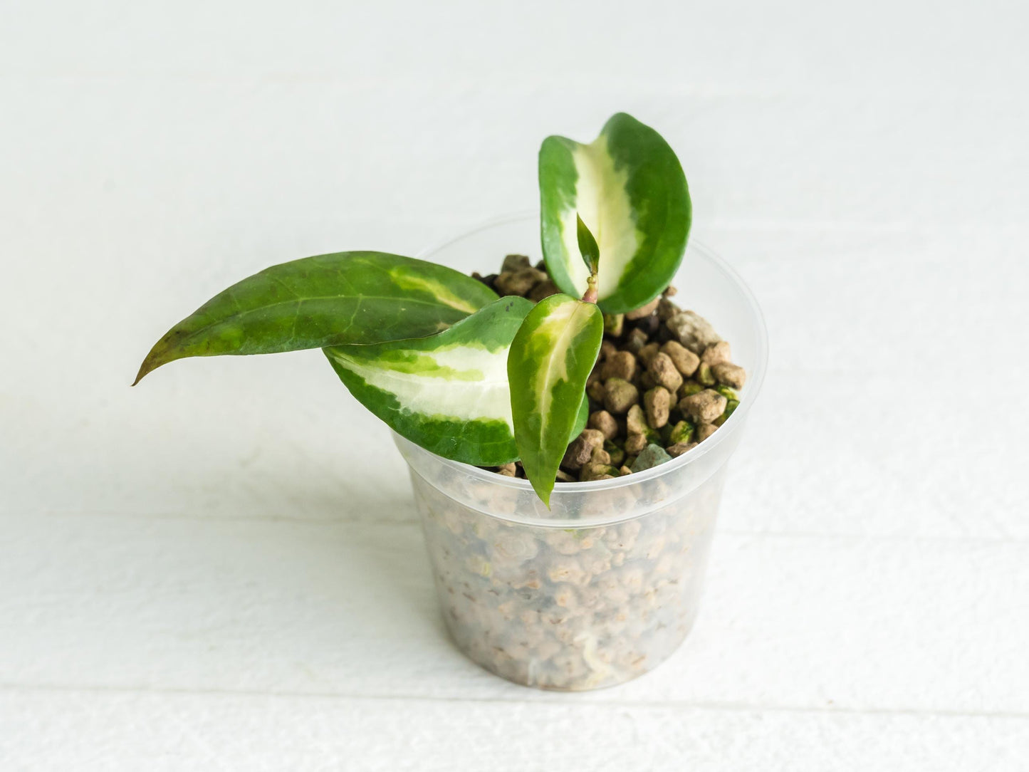 Hoya panglai (Inner Variegated) | 2-Inch | Exact Plant | Free Live Arrival Guarantee