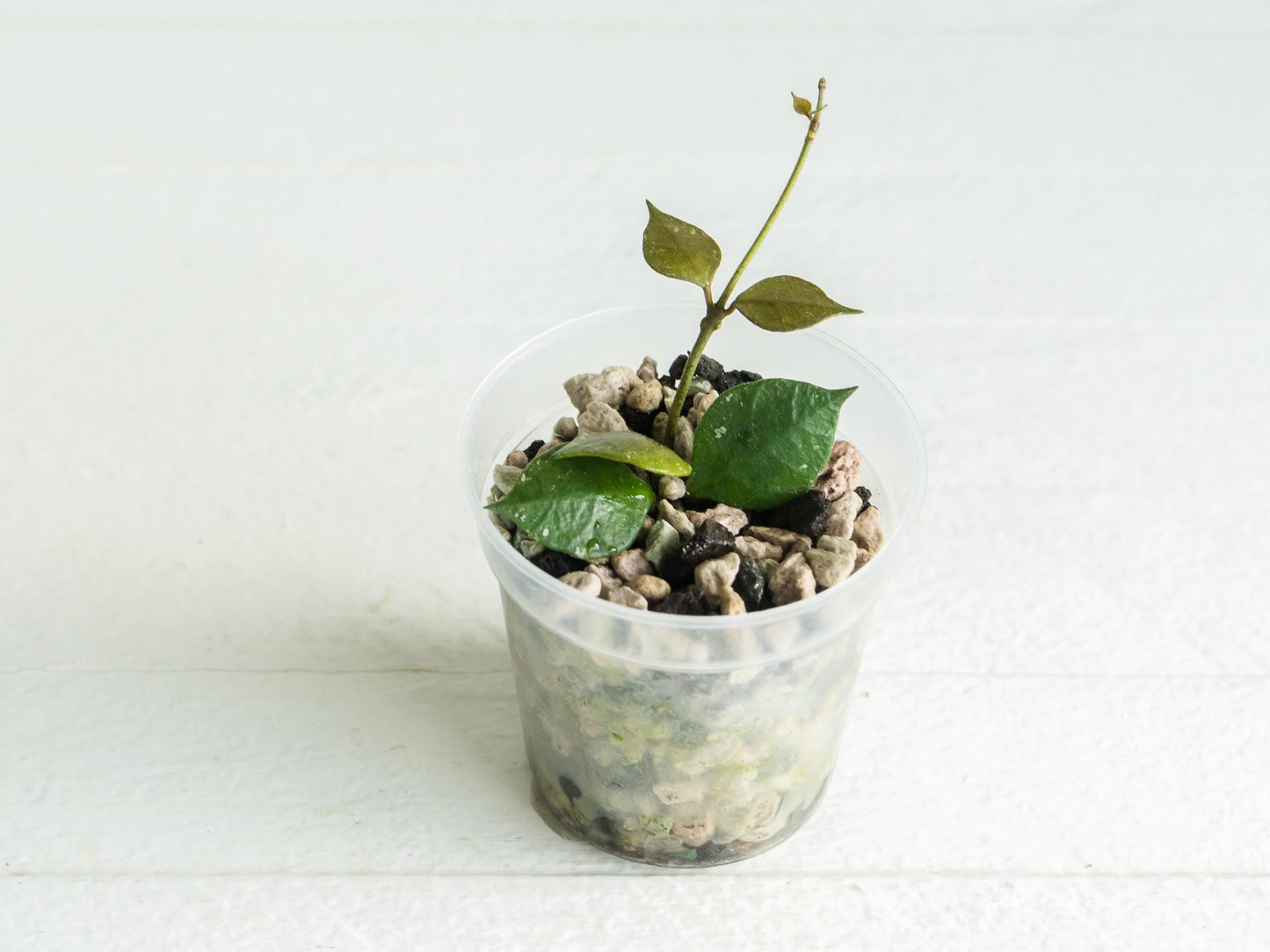 Hoya minutiflora (fka Sulawesi no.2) | 2-Inch
