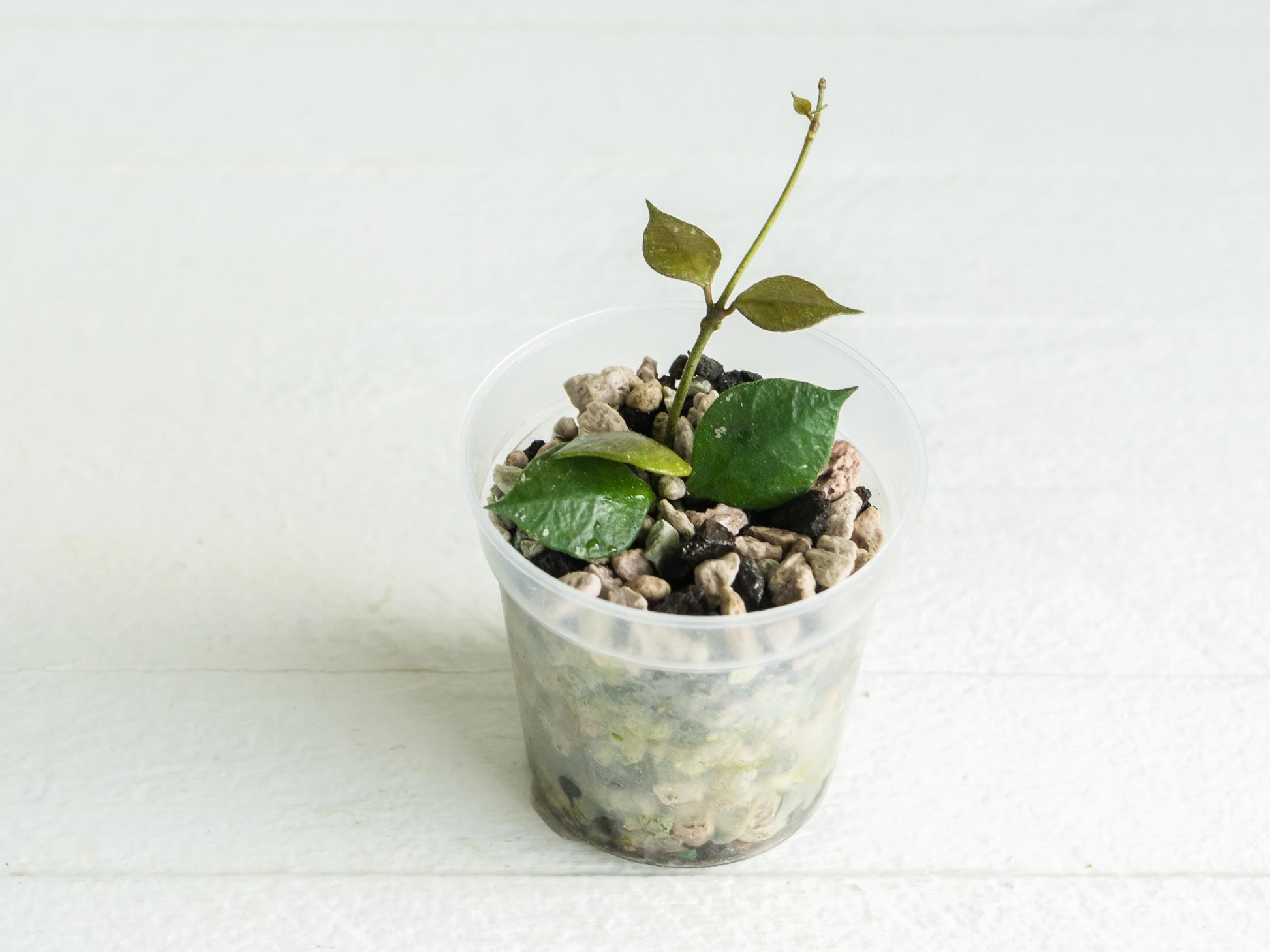 Hoya minutiflora (fka Sulawesi no.2) | 2-Inch