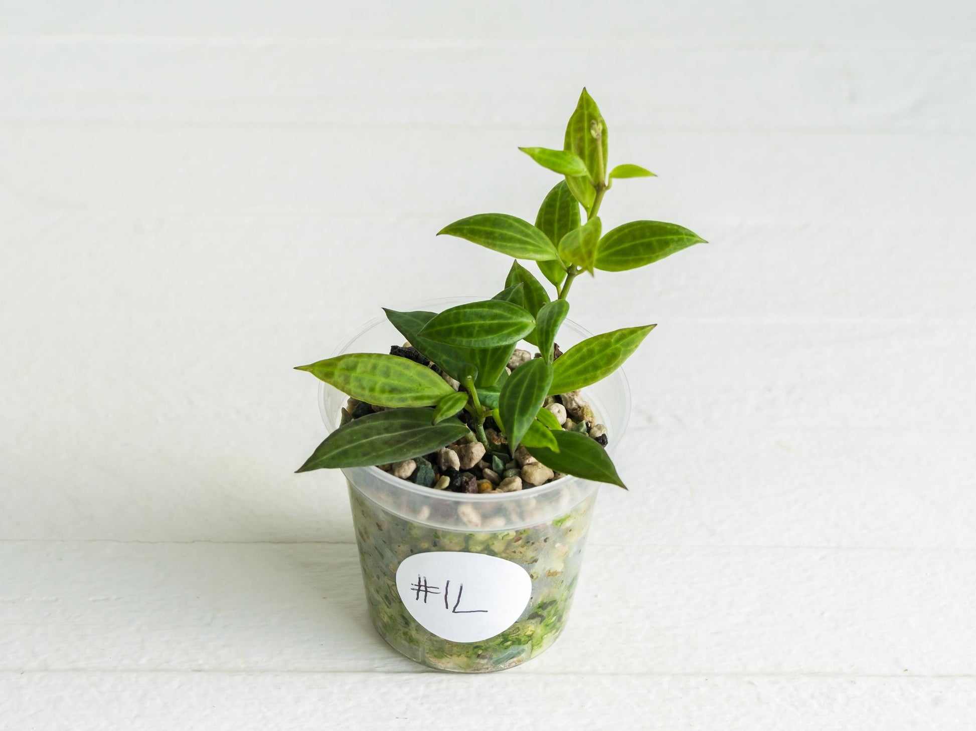Hoya Microdwarf | 2-Inch