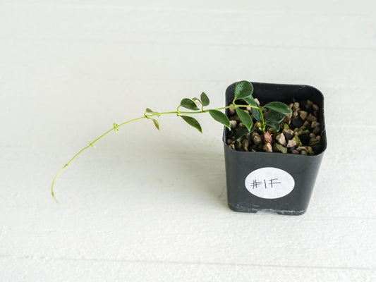 Hoya papua (PNG IM-08) | 2-Inch