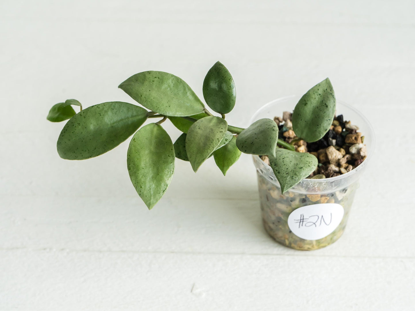 Hoya lacunosa 'Silver Mint Coin'