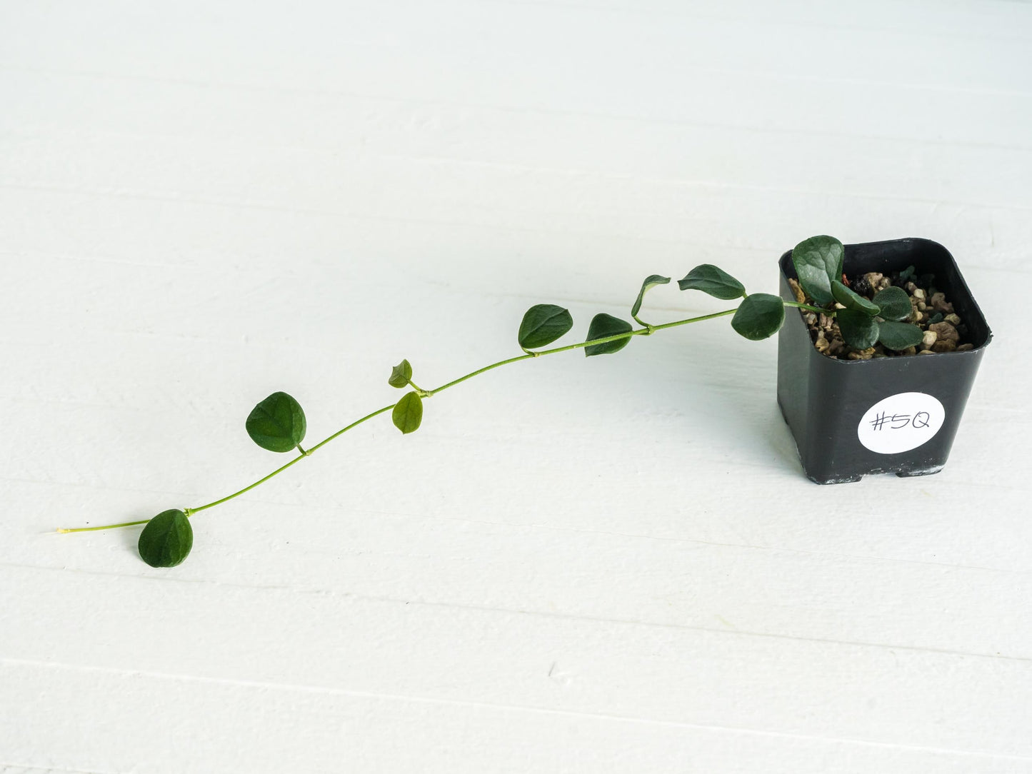 Hoya nummularia (formerly Hoya obcordata) | 2-Inch
