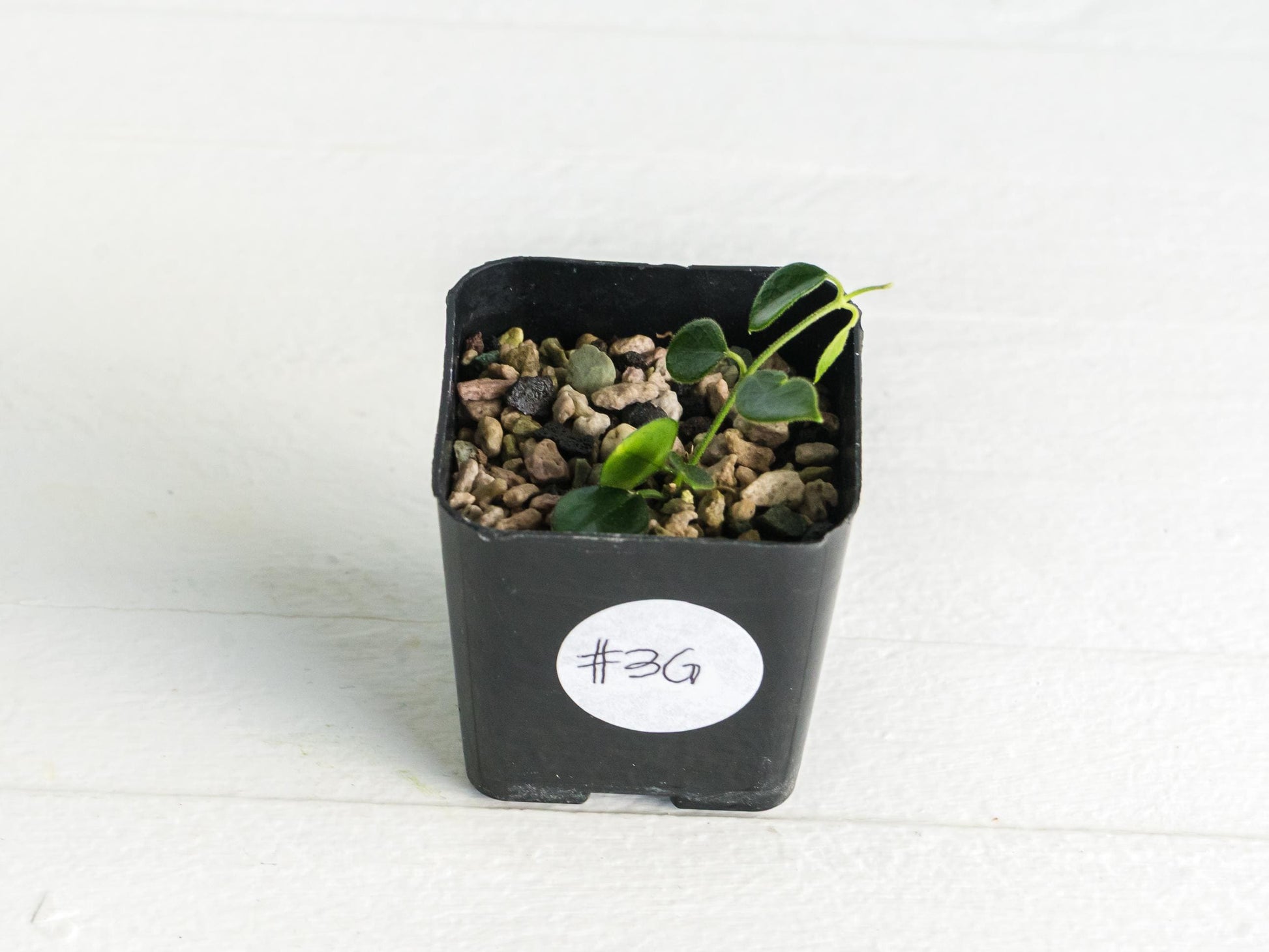 Hoya papua (PNG IM-08) | 2-Inch