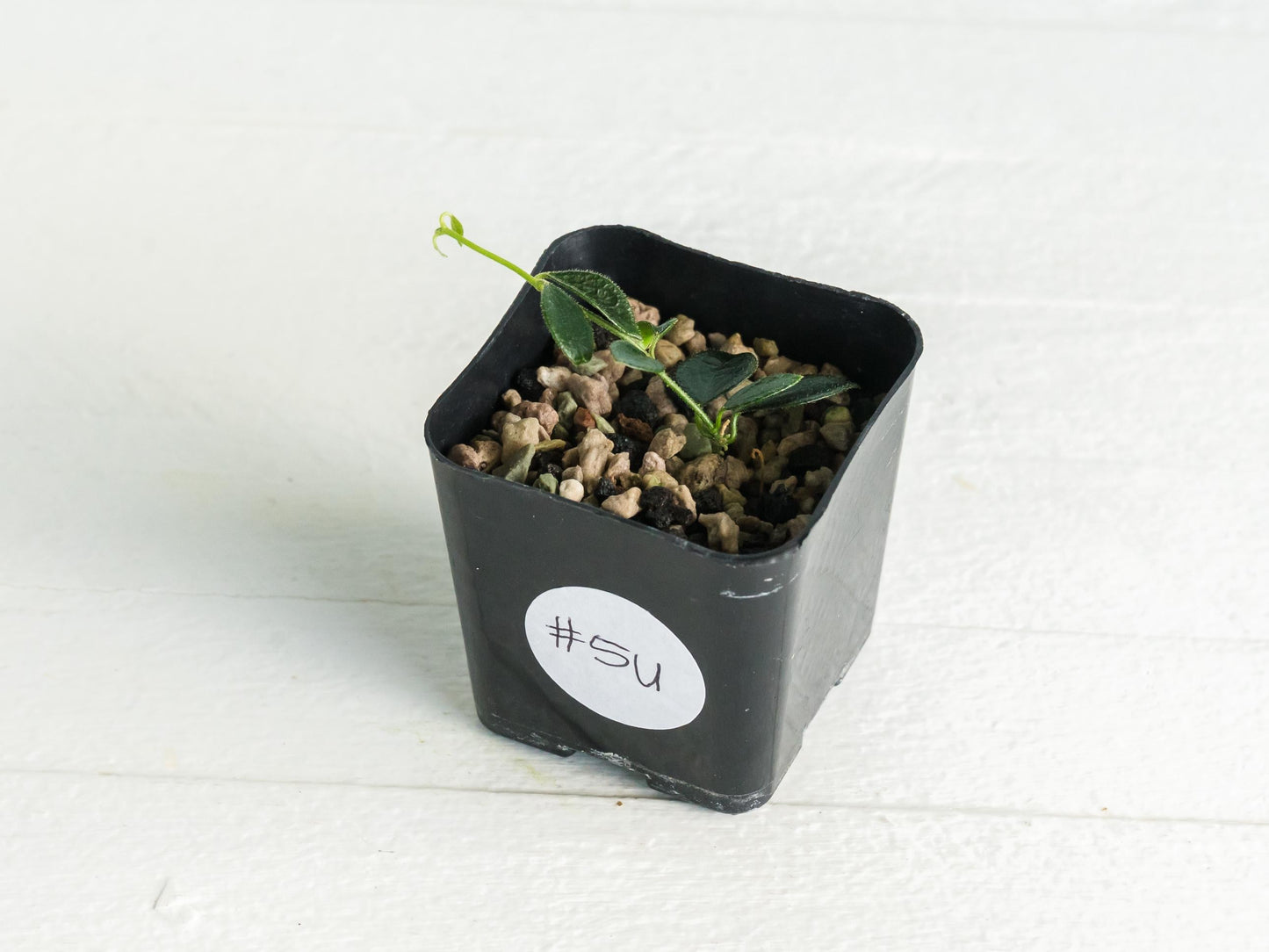 Hoya papua (PNG IM-08) | 2-Inch