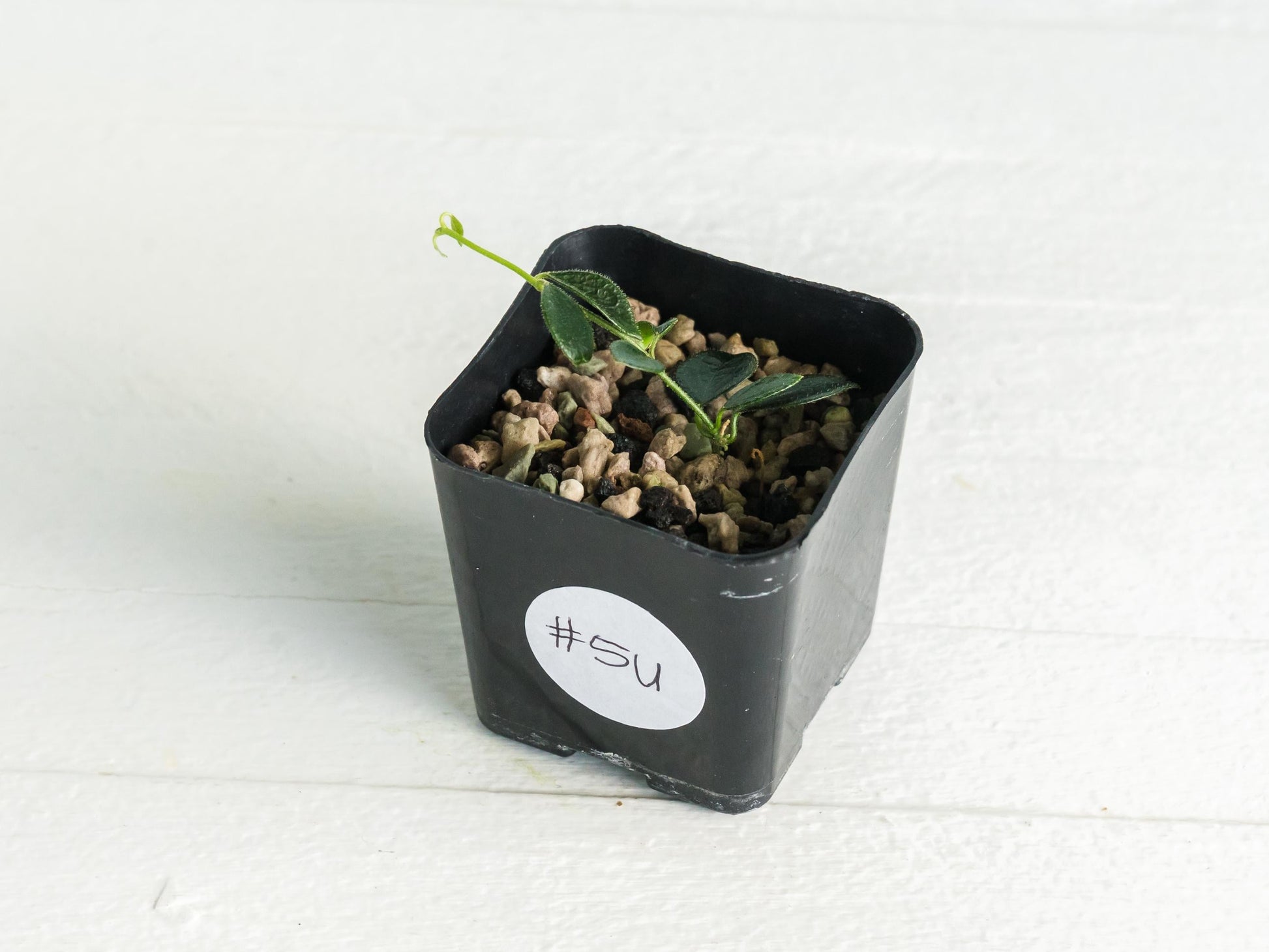 Hoya papua (PNG IM-08) | 2-Inch