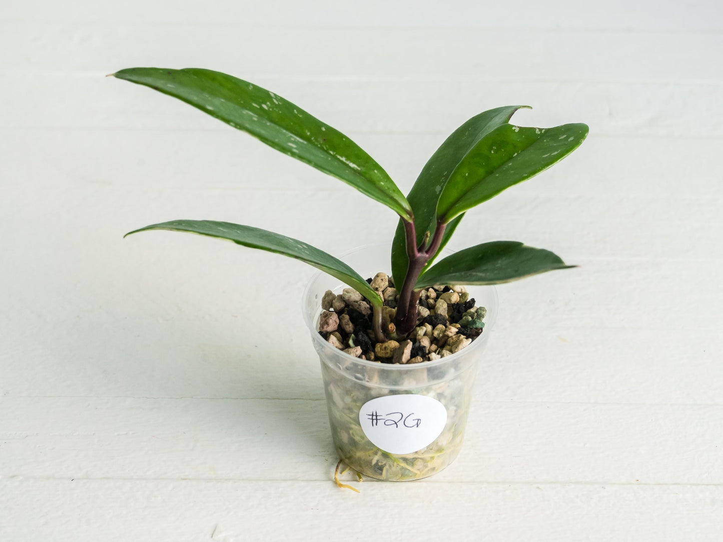 Hoya pubicalyx (Albo, Low Splash)