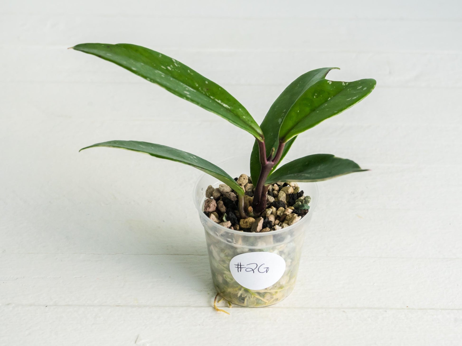 Hoya pubicalyx (Albo, Low Splash)