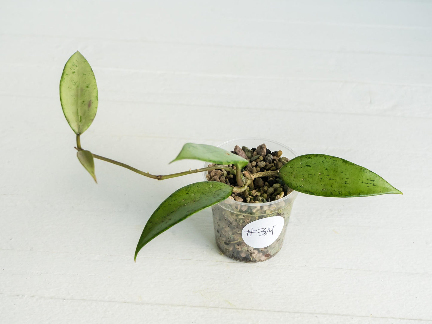 Hoya 'Snow Cui' (Silver) | 2-Inch