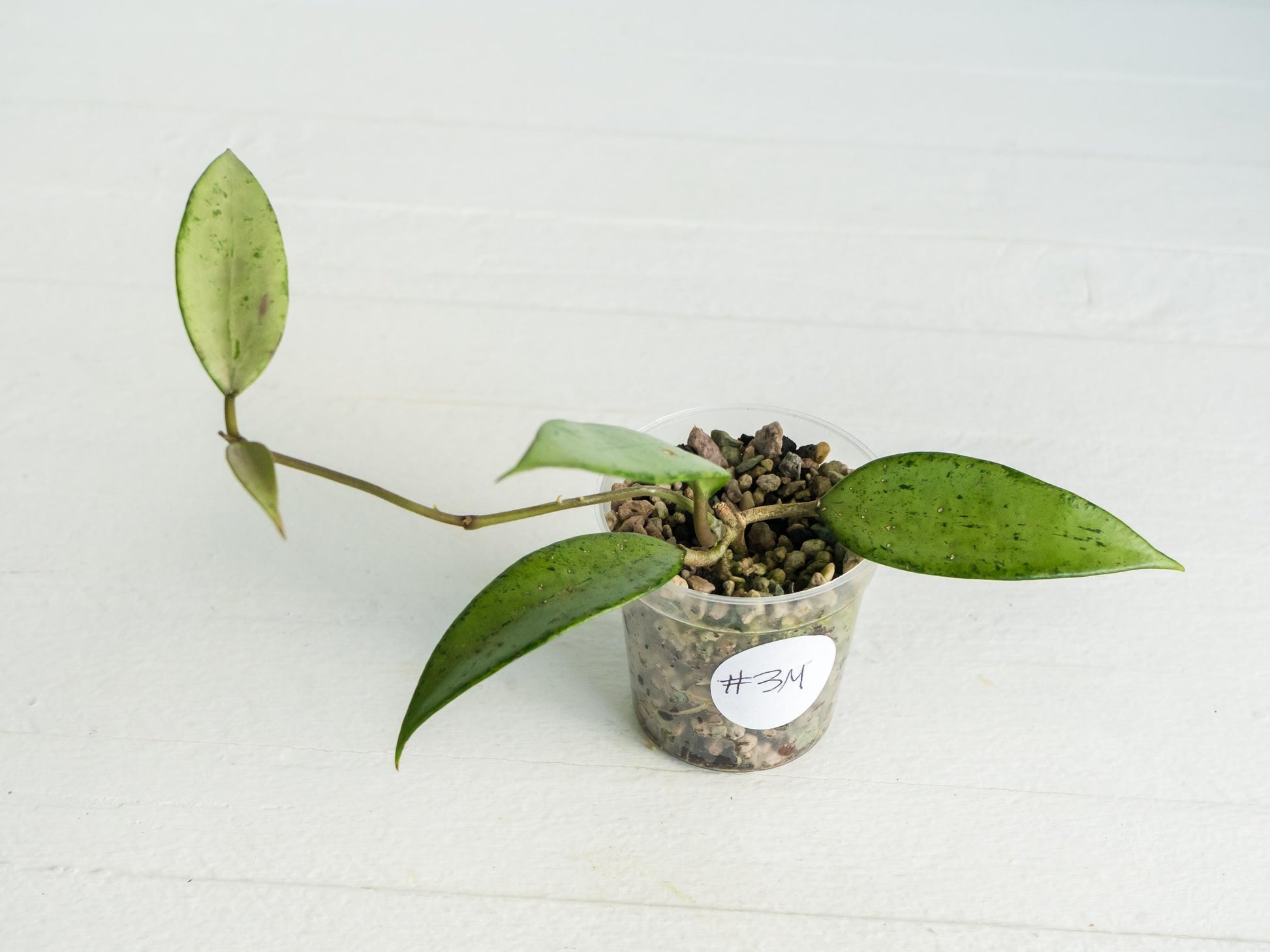 Hoya 'Snow Cui' (Silver) | 2-Inch