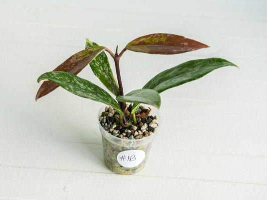 Hoya pubicalyx (Albo, Splash) | 2-Inch