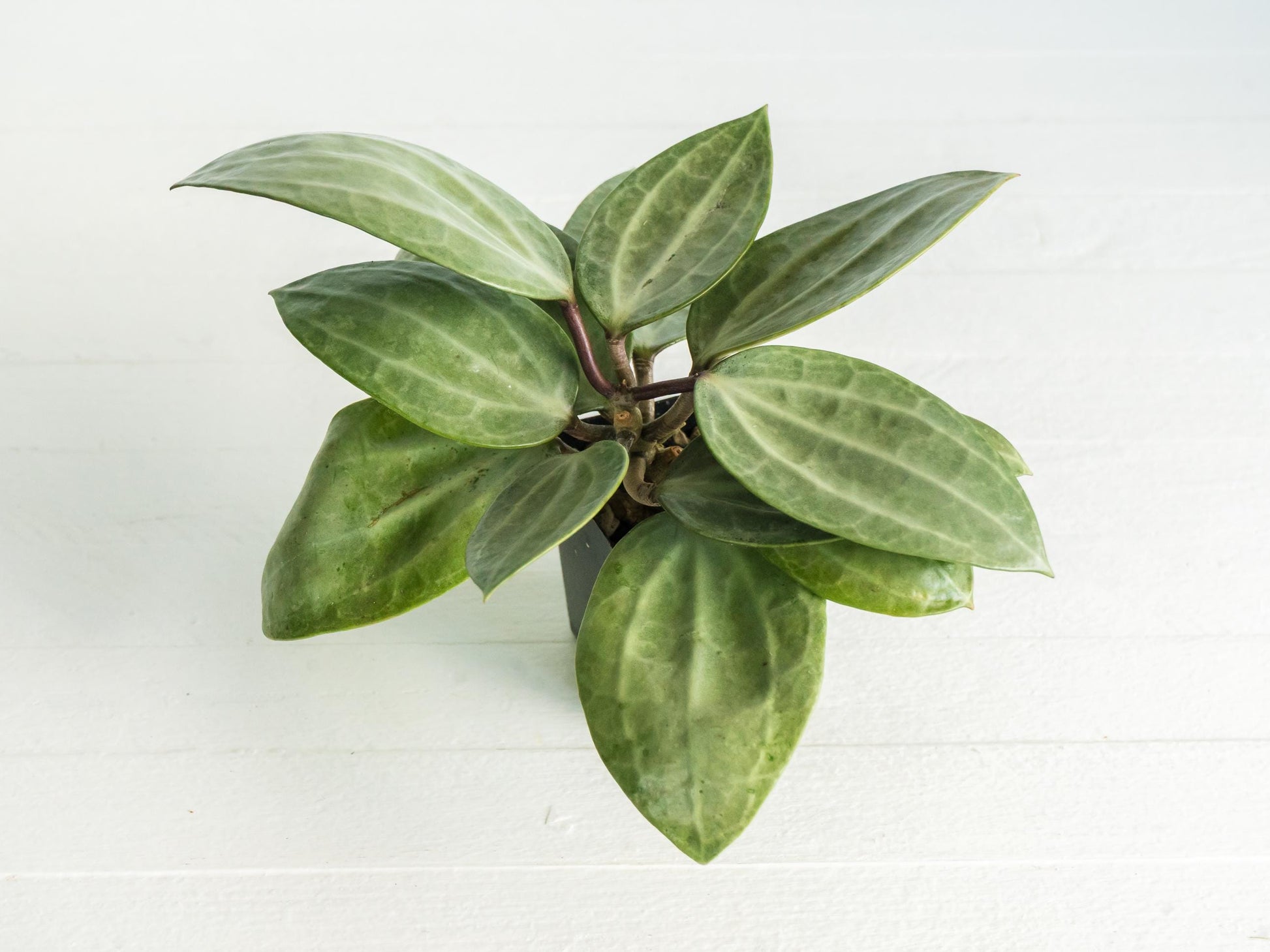 Hoya latifolia (Silver) | 2-Inch