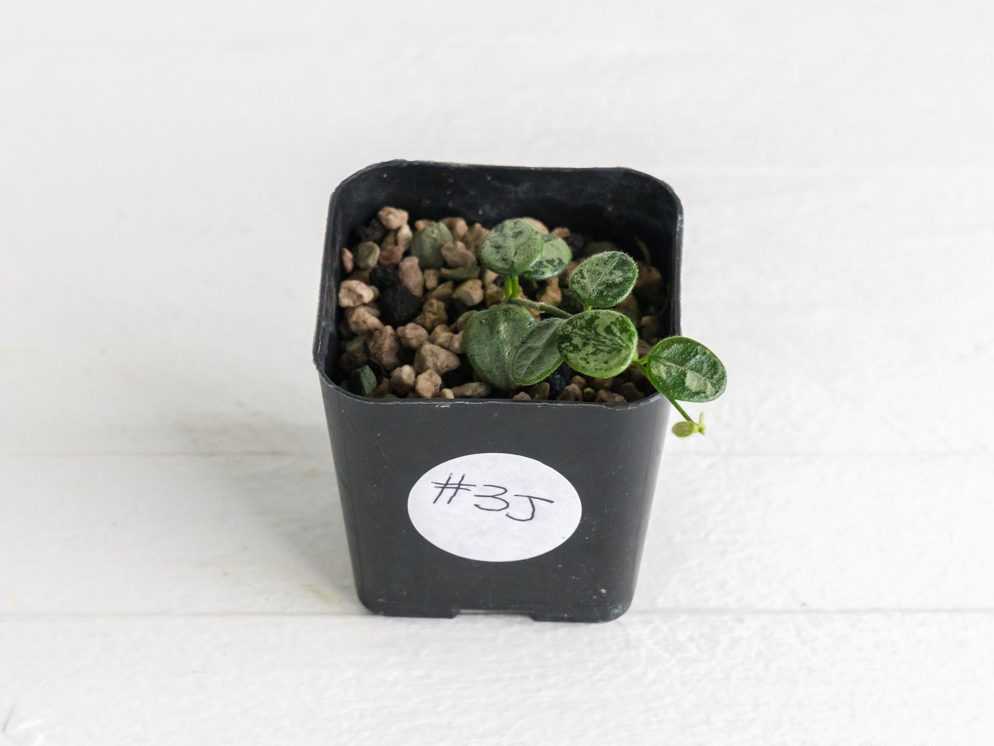 Hoya serpens (Silver) | 2-Inch