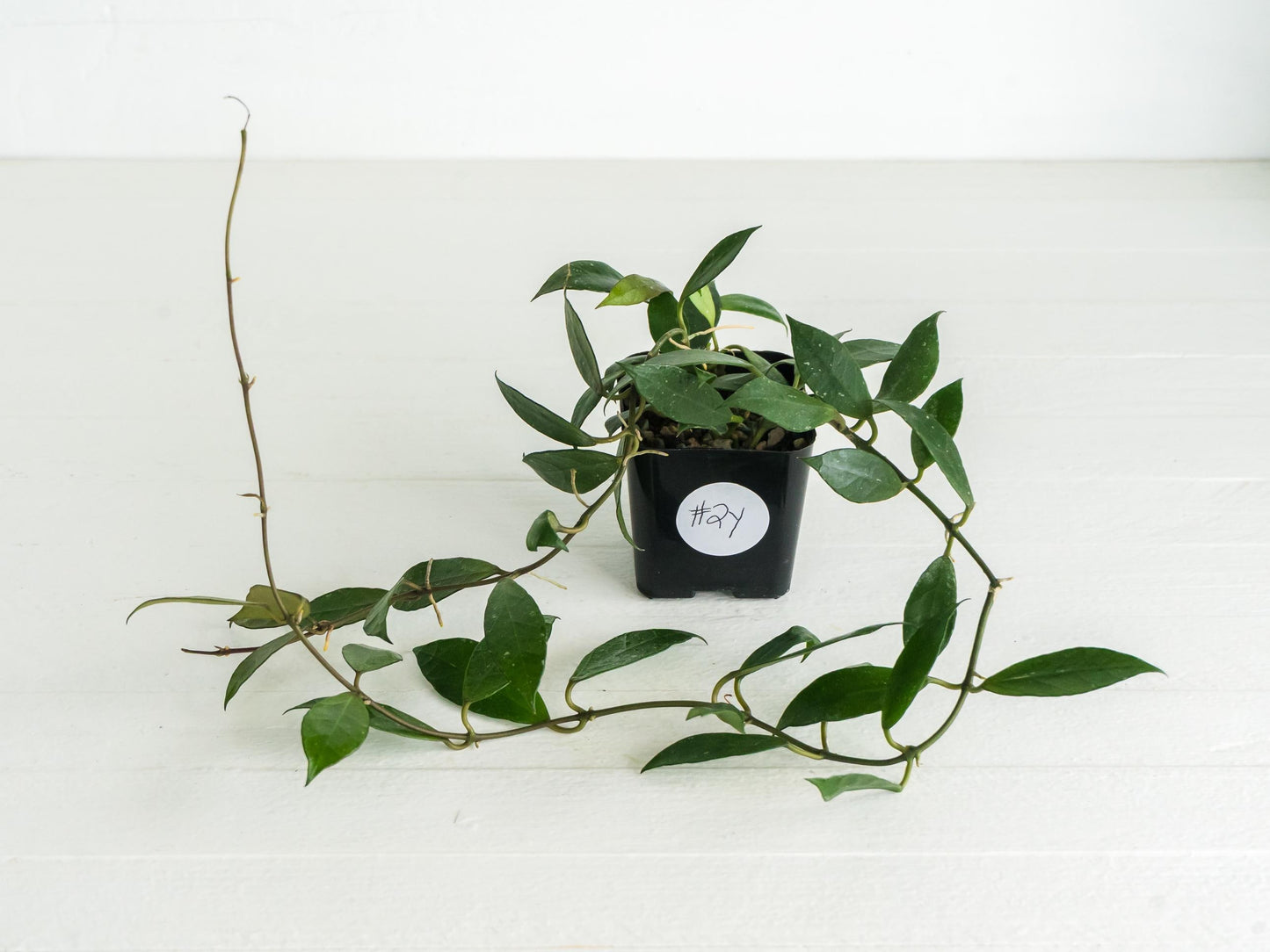 Hoya 'Rebecca' | 2-Inch