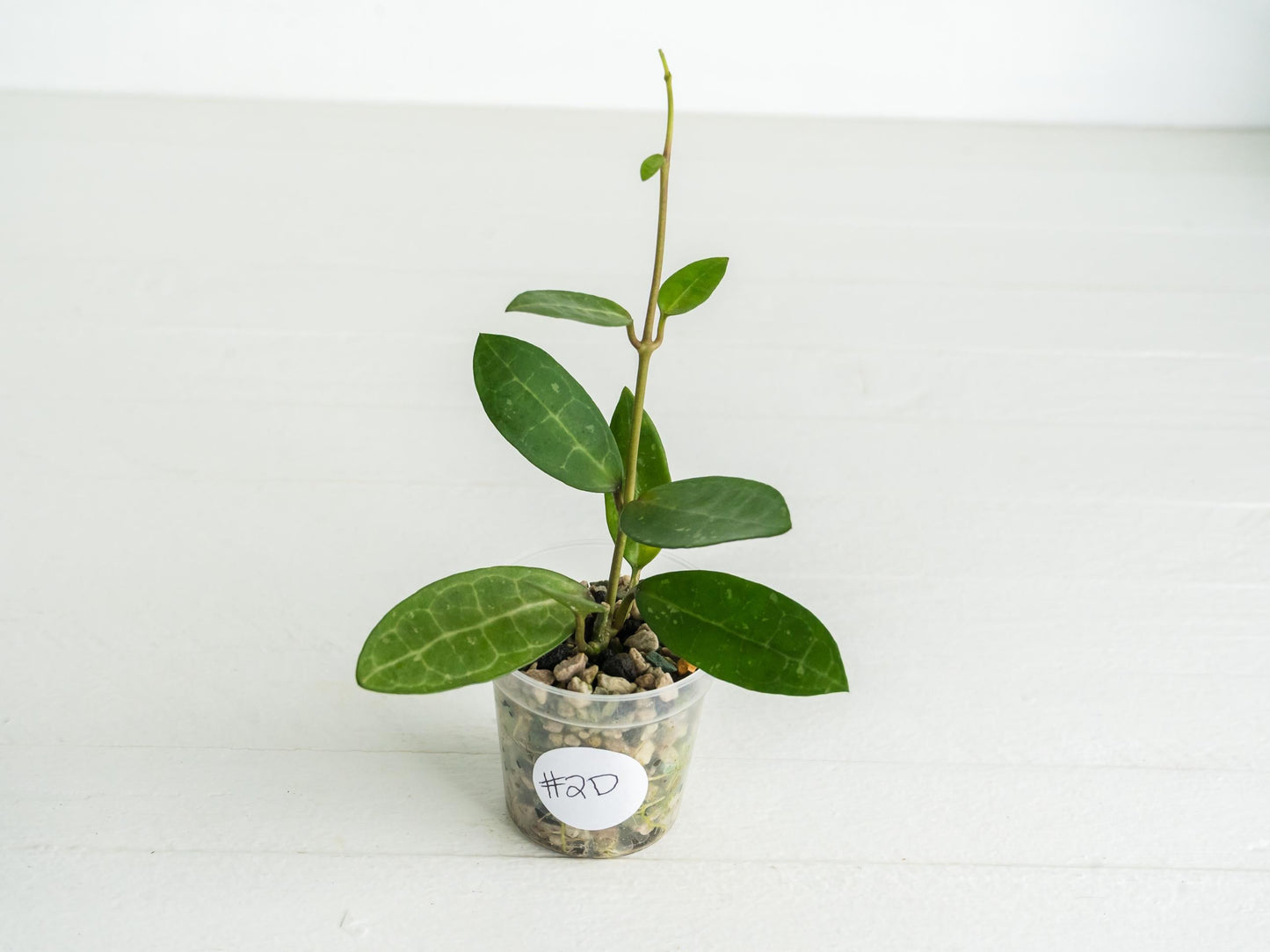 Hoya Elliptica | 2-Inch