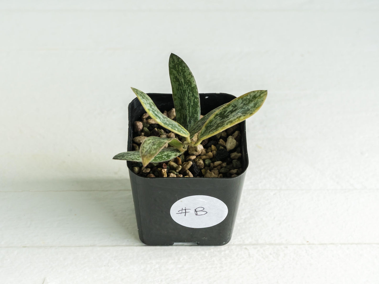 Hoya sigillatis (Outer Variegated / Albo) | 2-Inch